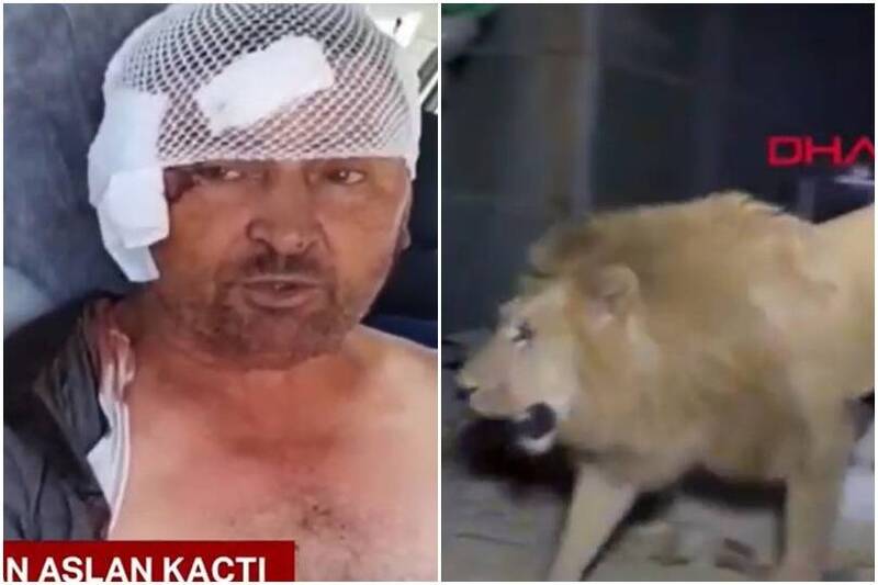 狮子从私人动物园脱逃,重伤男子被紧急送医。(图撷取自YouTube@Ahaber) 狮子从私人动物园脱逃,重伤男子被紧急送医。(图撷取自YouTube@Ahaber)