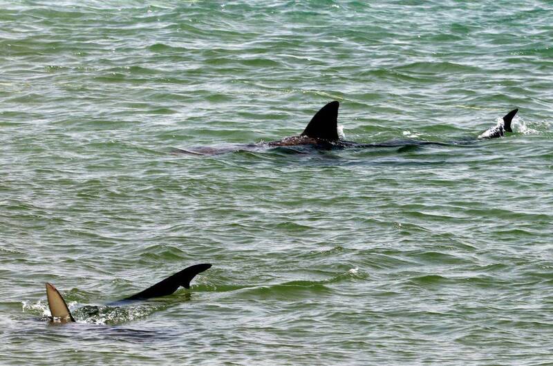 美國佛羅里達州1名男子6日在新士麥那海灘衝浪時遭鯊魚攻擊，示意圖。（法新社）