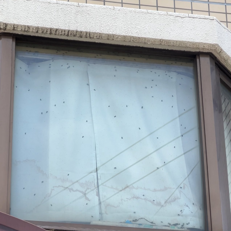 日本民宅窗户爬满苍蝇，原来是有人在屋内「孤独死」。（图撷自@chuba_japan「X」帐号）