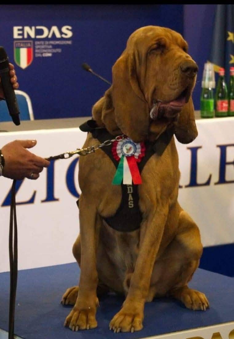 曾尋獲9名失蹤者的義大利英雄嗅探犬布魯諾,被投喂塞滿釘子的香腸後死亡。(圖擷自Arcangelo Caressa臉書) 曾尋獲9名失蹤者的義大利英雄嗅探犬布魯諾,被投喂塞滿釘子的香腸後死亡。(圖擷自Arcangelo Caressa臉書)