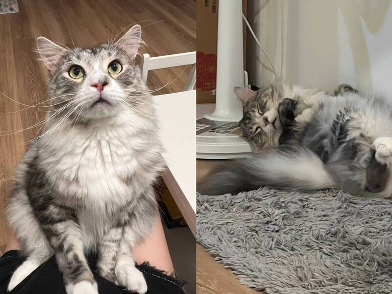 法官指飼主無法證明貓咪死因與醫療處置間有「具體而直接」因果關係，判決敗訴；示意圖。（記者劉詠韻攝）