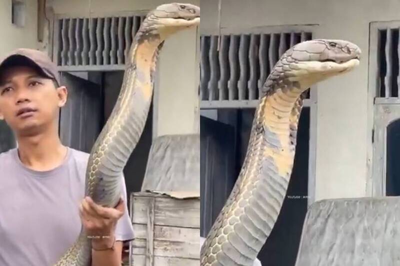 印度男徒手制伏比人还大的眼镜王蛇。(图翻摄自X@ParveenKaswan) 印度男徒手制伏比人还大的眼镜王蛇。(图翻摄自X@ParveenKaswan)