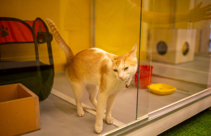 南部某动物医院院长喊穷想少付一半赡养费给前妻，被法官查出动物医院历年收入呈现成长趋势。示意图。（欧新社）