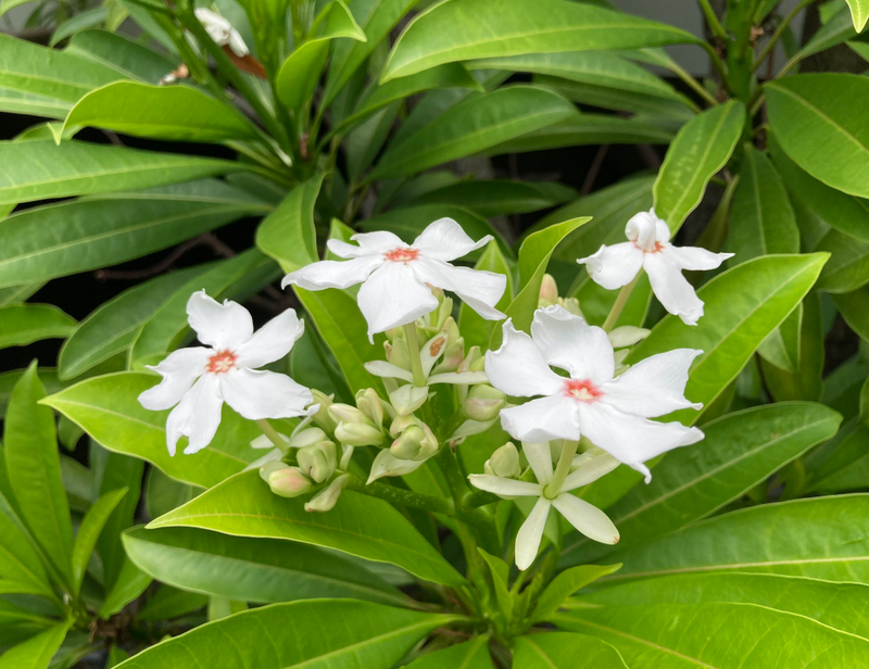 到冲绳旅游时，要小心不要触碰到夹竹桃科植物海檬果。图为冲绳当地开花的海檬果。（图撷自@okinawalife2019「X」帐号）