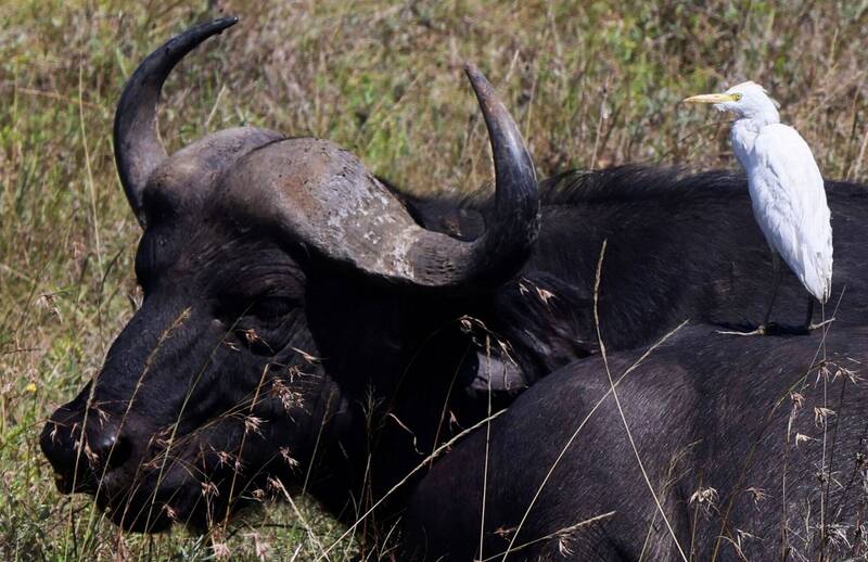 美国1名农民被自己在牲畜拍卖会上购买的2头水牛杀死。示意图。（路透）