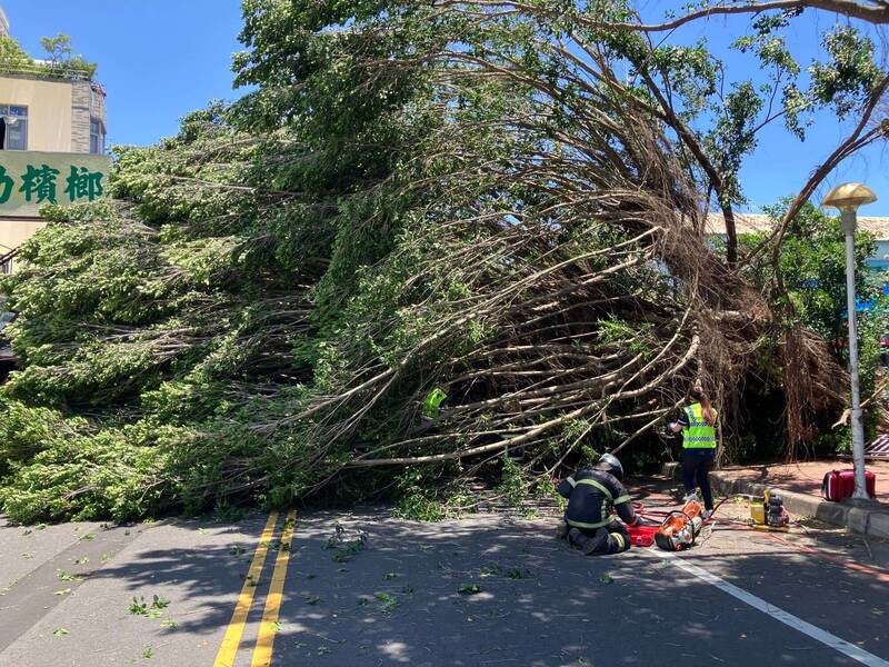 草屯鎮敦和國小外的路樹倒塌，女騎士行經被壓死，學校賠288.3萬元確定。（資料照，民眾提供）