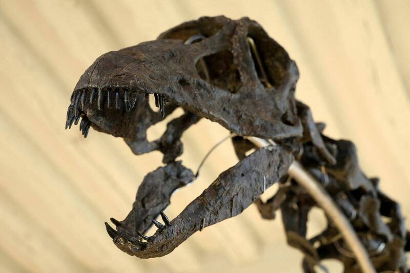 恐龍示意圖。(路透檔案照) 恐龍示意圖。(路透檔案照)