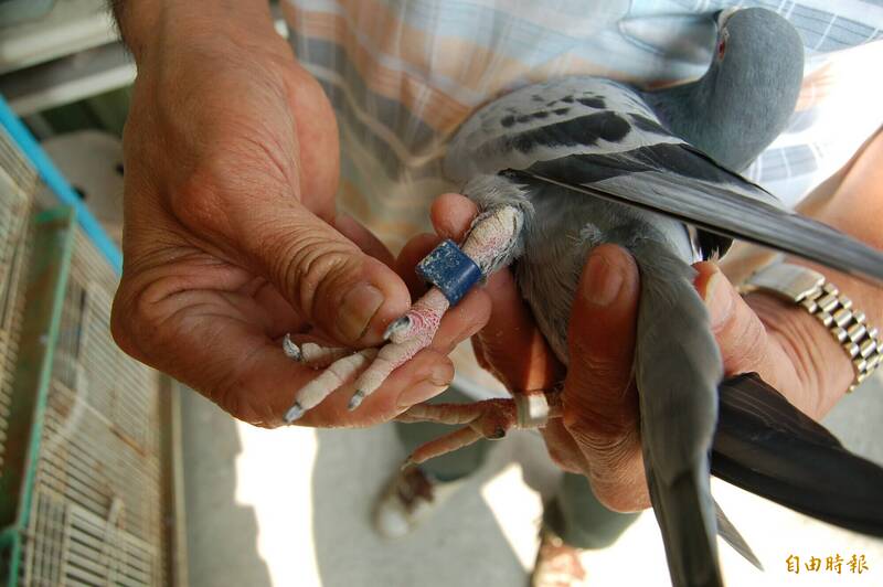 洪男等人收购停憩渔船被捕获的赛鸽再向饲主勒赎金钱，被屏东地院判处4年不等徒刑。示意照，非本案赛鸽。（记者李立法摄）