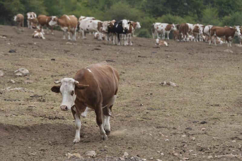 塞爾維亞蘇瓦山脈發生近年來最嚴重的乾旱，牛隻只能在乾裂的土地上行走。（美聯社）