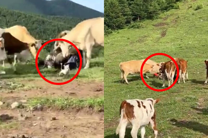 中国山西五台山景区惊传游客遭牛只围攻踩踏事件。（本报合成，撷取自微博）