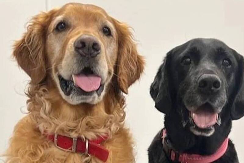 英國研究團隊訓練的兩隻靈犬，黃金獵犬邦普（左，Bumper）與黑色拉布拉多花生（右，Peanut），成功嗅出帕金森氏症的氣味特徵，讓科學界驚艷。（圖擷取自Medical Detection Dogs專頁）