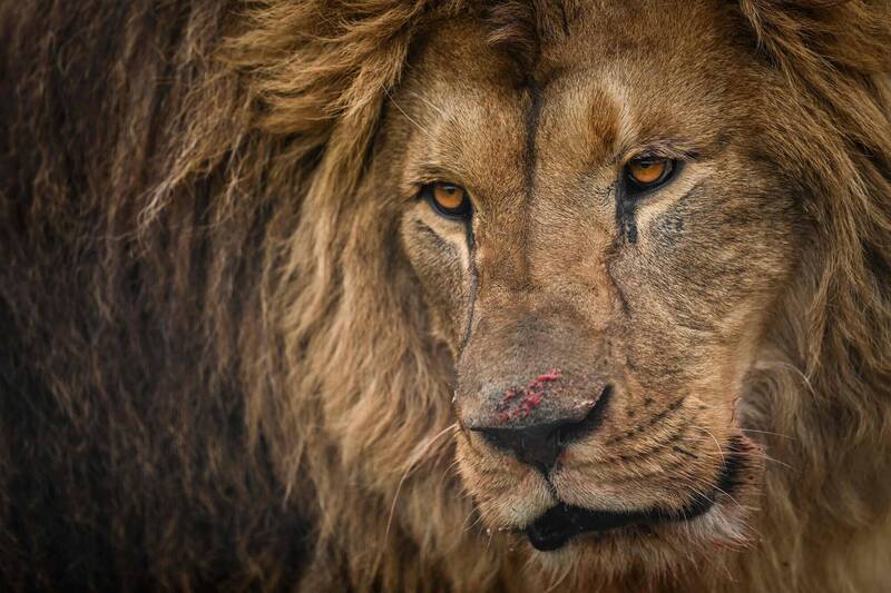 在一起狮子袭击妇女和小孩的事件发生后，巴基斯坦开始打击大型猫科动物。（法新社）