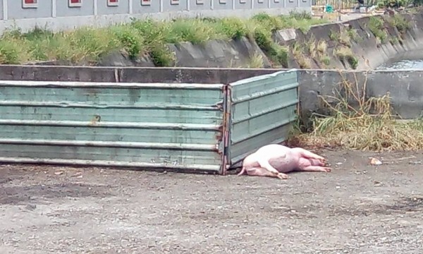 死猪被弃置在殡仪馆后方的大排水沟旁。（图撷自朴子民意观察站）