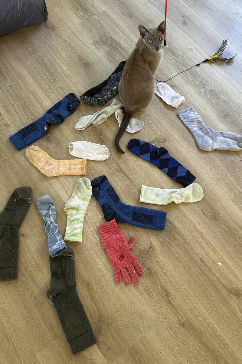 紐西蘭奧克蘭一隻貓咪里歐，每天出門偷衣服，從內褲到高價毛衣，通通成了牠的「戰利品」。（美聯社）