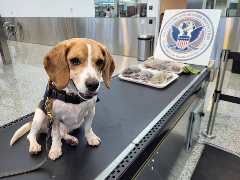 隶属CBP的K-9警犬巴基(Buckie)在美国西雅图国际机场值勤期间,嗅出一名南韩旅客的行李有异状,机场人员事后查出里面装有数袋血淋淋的青蛙尸体和生海参。(图撷取自@CBP 社群平台「X」) 隶属CBP的K-9警犬巴基(Buckie)在美国西雅图国际机场值勤期间,嗅出一名南韩旅客的行李有异状,机场人员事后查出里面装有数袋血淋淋的青蛙尸体和生海参。(图撷取自@CBP 社群平台「X」)