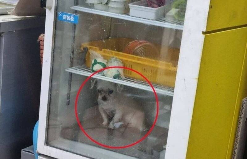 网友实拍冰箱里的白色小狗，画面引爆舆论挞伐，女饲主解释只是想让狗避暑。（撷取自韩国论坛fmkorea）