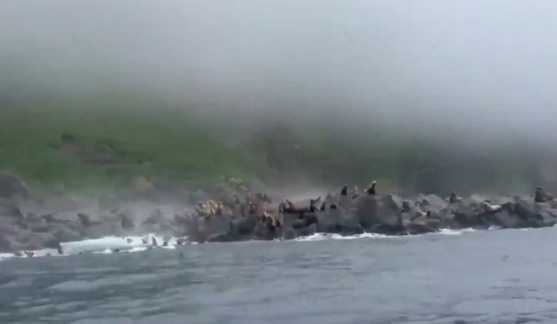 一群海獅在地震當下嚇得跳海逃生。（擷取自Uncensored News/X）