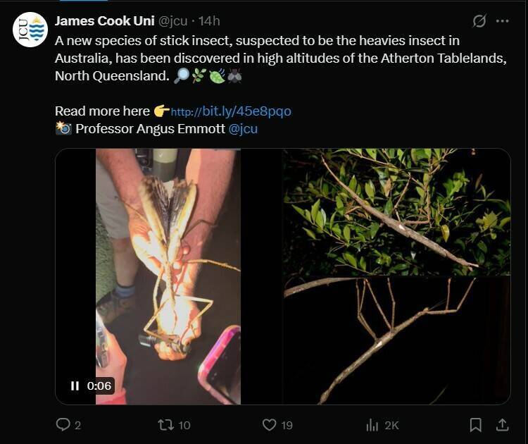 澳洲昆士兰山区发现的超大竹节虫。（取自詹姆士库克大学X
https://x.com/jcu/status/1950694773037437038）