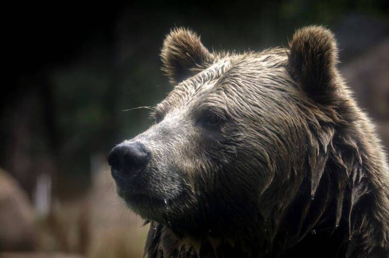 加拿大夫妻山径遇双熊攻击，妻子靠熊喷剂成功吓退猛兽。示意图。（法新社）