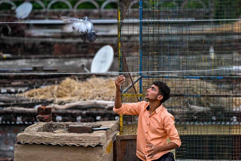 有民眾認為,餵食鴿子早已成為印度文化中的一部分,資料照。(法新社) 有民眾認為,餵食鴿子早已成為印度文化中的一部分,資料照。(法新社)