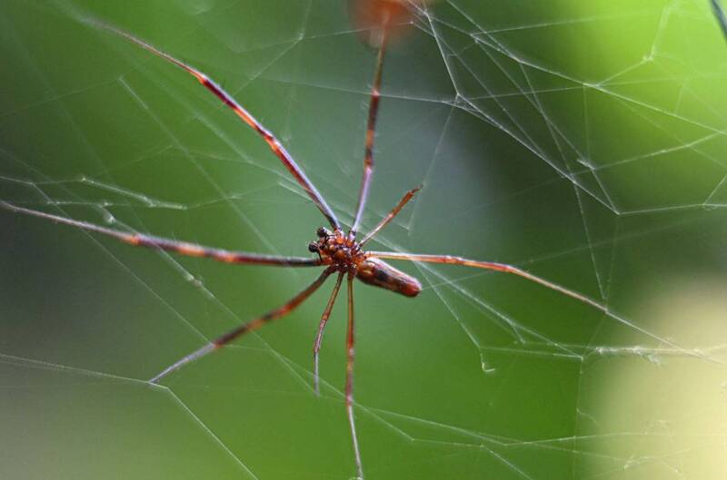 英國1名男子遭寵物蜘蛛咬傷,不料日後竟遭被毒死,示意圖。(法新社) 英國1名男子遭寵物蜘蛛咬傷,不料日後竟遭被毒死,示意圖。(法新社)
