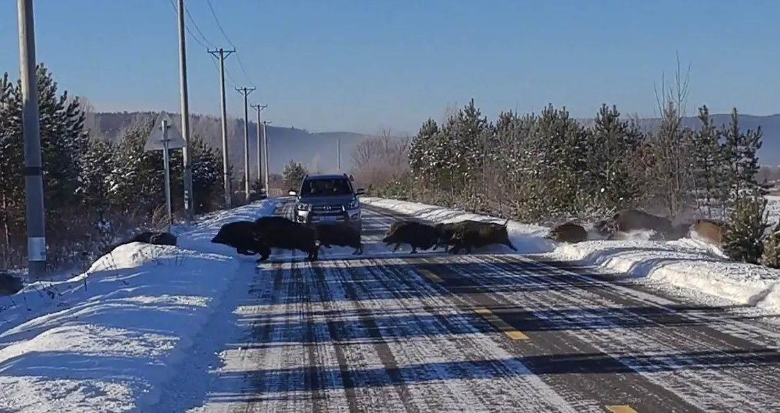 1CE51FEF63115D561E89829206C56D369FFAC281_size129_w1206_h639